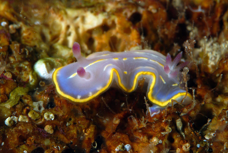 Chromodoris krohni